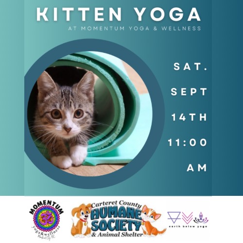 Kitten Yoga & Carteret County Humane Society Adoption Event